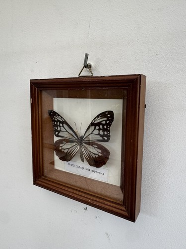 Papillon naturalisé ancien - papillon,