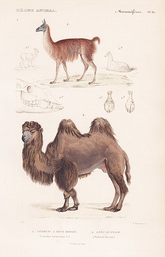 Camel kamel camelus guanako - camel,
