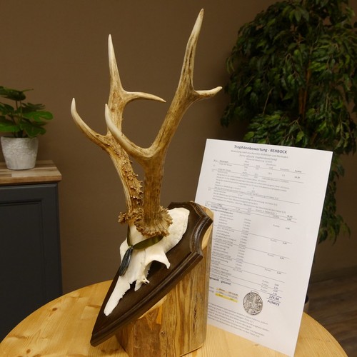 Trophée cerf médaille - trophée,