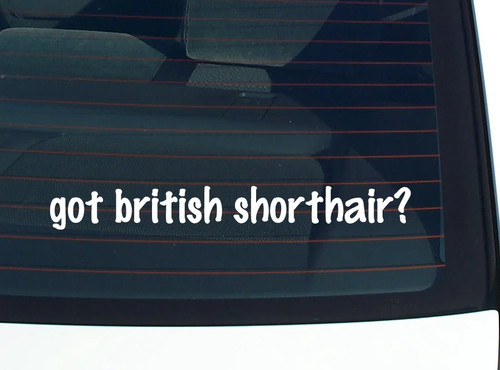 Got british shorthair car - got,