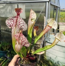Sarracenia x ‘Skywatcher’ Carnivorous plant