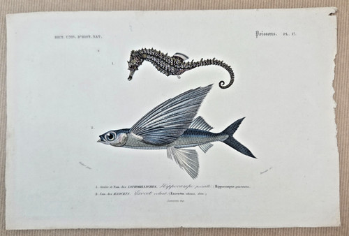 Gravure colorée poissons - gravure,