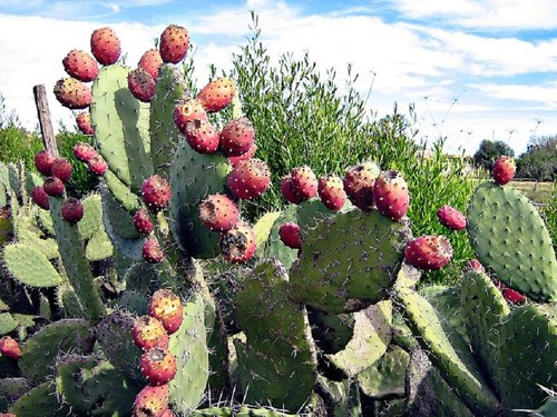 Opuntia ficus indica - opuntia,