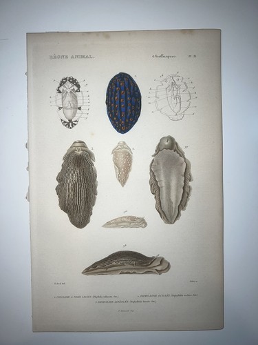1836 regne animal hand colored - 1836,