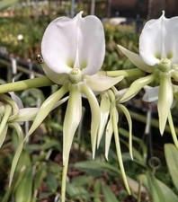 Angraecum eburneum