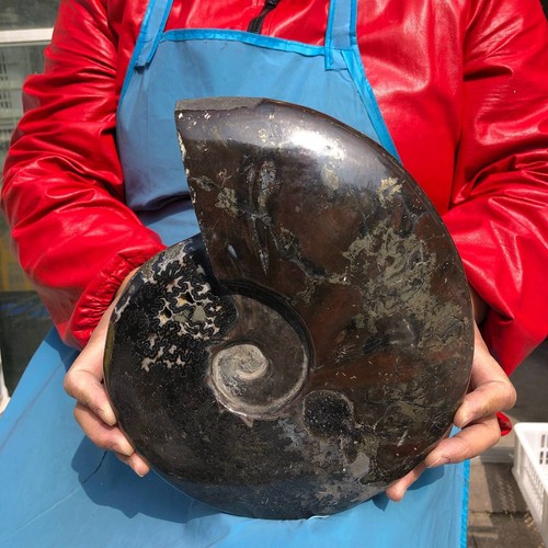 72lb rare natural tentacle - 5.72lb,