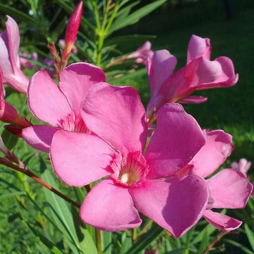 Nerium oleander maurin des - oleander,