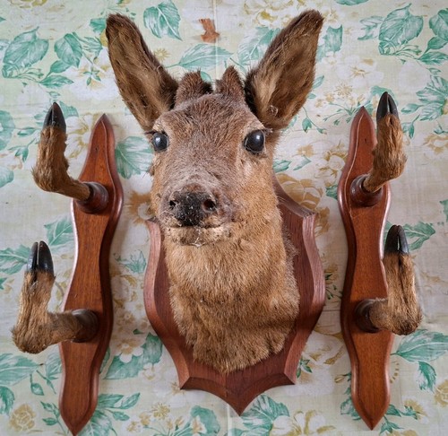 Taxidermie ancienne tête de - ancienne,