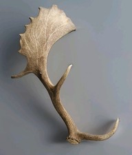 ? Véritable bois de daim – Parc “Le Sentier des Daims”(années 90) ?TBE+