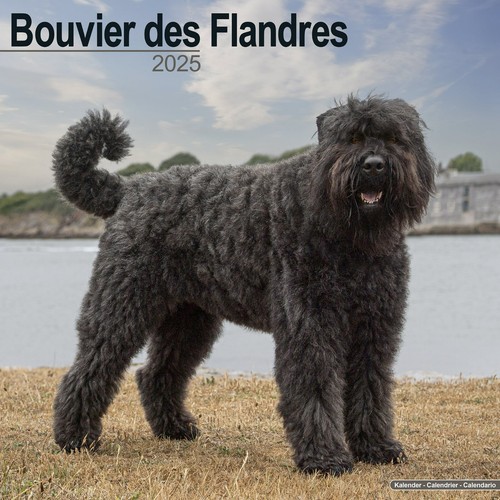 Calendrier 2025 bouvier - calendrier,
