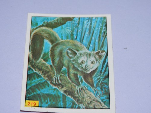Image panini animaux - -,