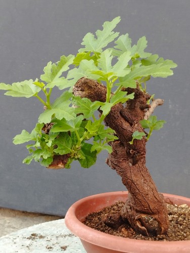 Pré bonsaï ficus retusa - pré-bonsaï,