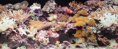 Poster fond aquarium - poster,
