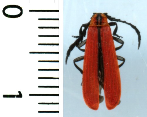 Lycidae calopteron - -,