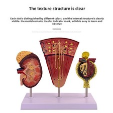 Modèle Anatomique de Rein