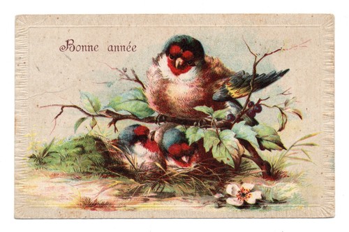 Chardonneret oiseaux cpa - chardonneret,
