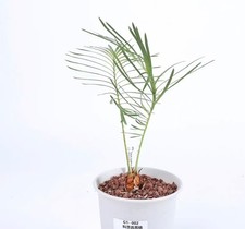 Pot 13.5cm Rare Cacti Cycas