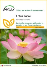 SAFLAX - Graines - Lotus sacré - 8 Graines