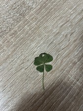 RARE : un VRAI TRÈFLE à 5 FEUILLES pour offrir amour et fortune !