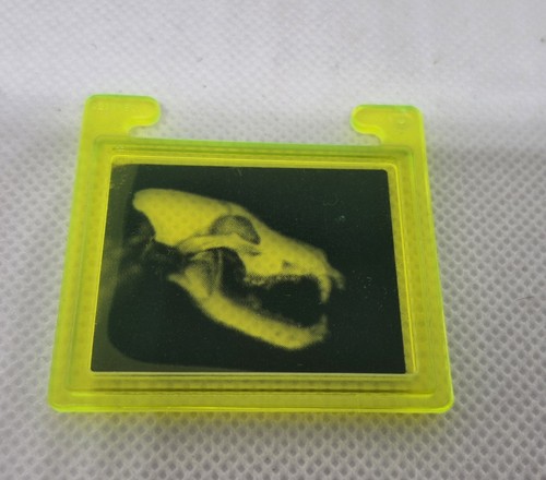 Radiographie tete dinosaure - radiographie,
