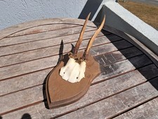 Trophée de chevreuil sur écusson #0908(2)