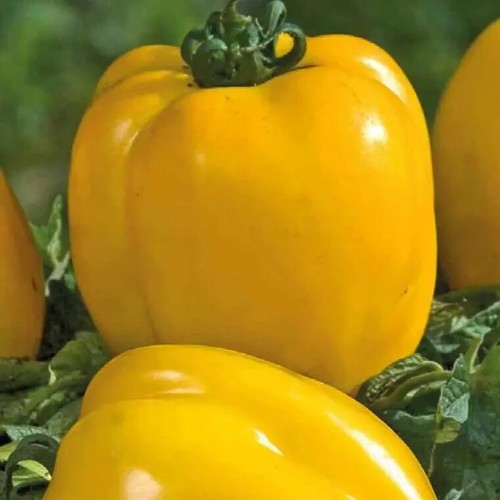 Graines tomate poivron - tomate,