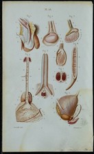1852 - Planche anatomie Splanchnologie : Testicule et pénis - Médecine