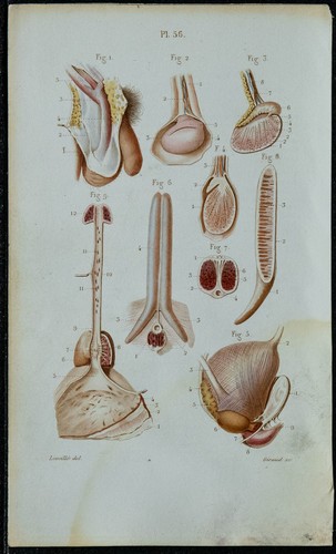 1852 planche anatomie - 1852,