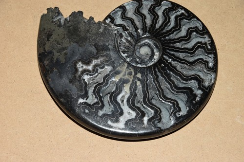 Rare grande ammonite - rare,