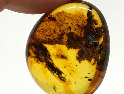 Pièce ambre insectes - d'ambre,
