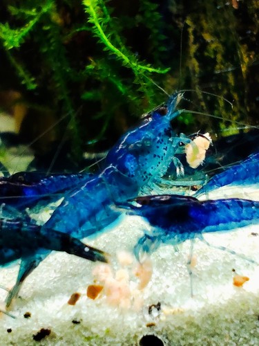Crevettes neocaridina blue - neocaridina,