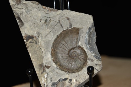 Ammonite amaltheuse - ammonite,