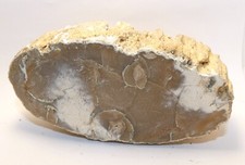 Minéraux Collection - Fossile Bois Pétrifié , poli - 483g