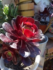 collector bel aéonium  nommé velours  raçines  tres prolifére  superbe qualité