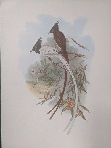 1969 oiseau imprimé - 1969,