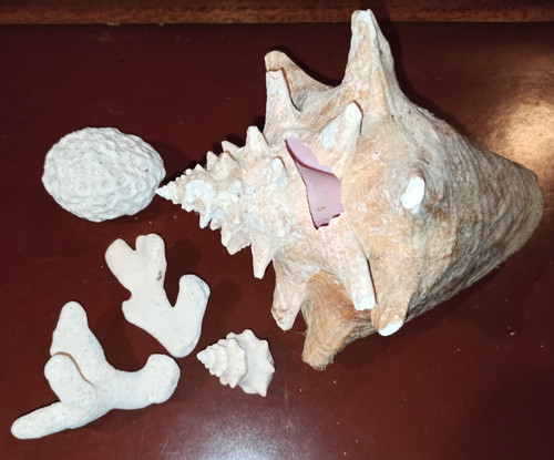 Lot coraux de collection - 3,