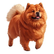 3 x autocollants Chow Chow