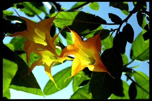 Brugmansia - brugmansia, (