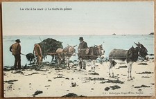 La vie à la Mer - La récolte du Goëmon - Varech - Charrette et ânes - Bretagne