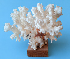 collection grand arbre corail