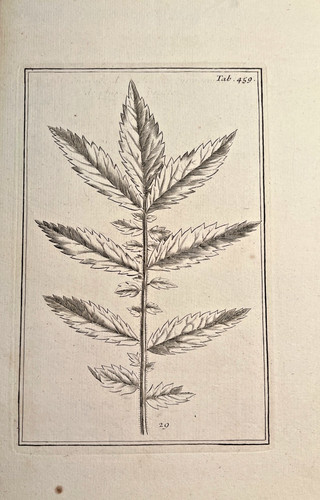 Gravure botanique pitton - -,