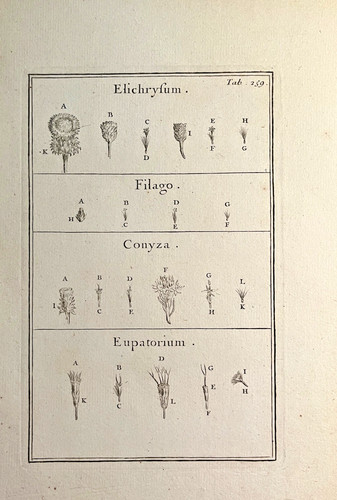Gravure botanique pitton - botanique,