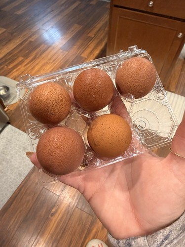 Speckled maran eggs - maran,