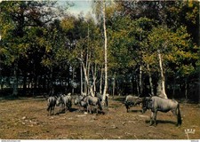 Animaux - Gnous bleus -