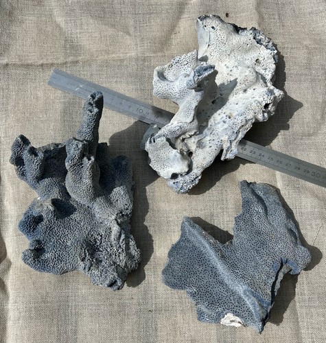 Blocs corail bleu naturel - blocs,