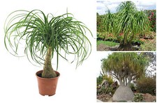 30 graines Nolina guatemalensis, Beaucarnea guatemalensis , mangeur,succulents F