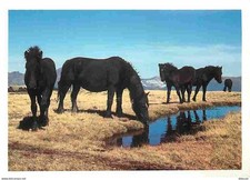 Animaux - Chevaux - Cheval de