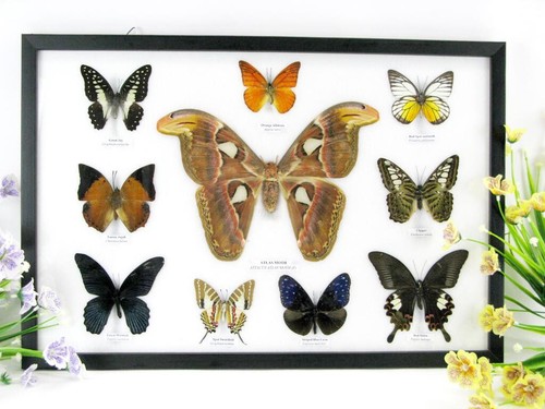Vrais beaux papillons - 10,