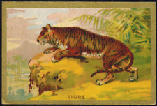 Chromo-Chicorée arlatte(cambrai)Tigre(Panthera tigris)-Db.34