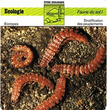 Fiches Animaux - Editions rencontre 1975 - 5 fiches exemples